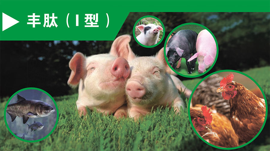 豐肽（ Ⅰ型 ）