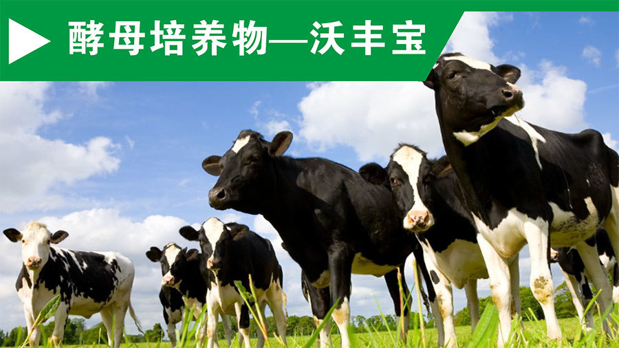 酵母培養物(wù)-沃豐寶